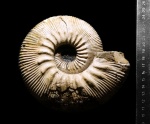 Kepplerites galilaeii (Oppel)