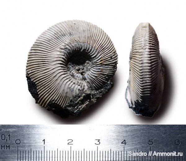 Kepplerites, Sigaloceras