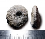 Sigaloceras sp.