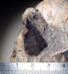 аптих Sigaloceras sp.