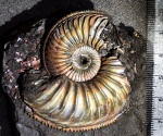 Amoeboceras sp. в глине