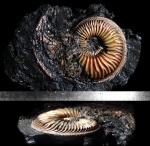 крупный Amoeboceras с отпечатком жилой камеры