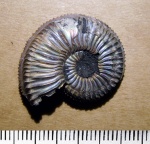 кусаный Amoeboceras
