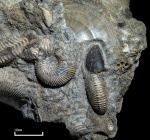Аптих среди Toricellites