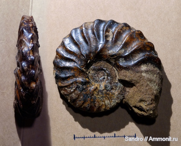 Dimorphoplites