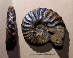 Dimorphoplites sp.