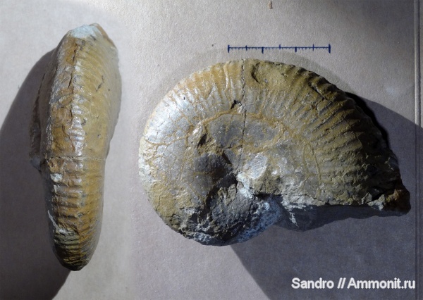 ?, Adabofoloceras