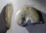Adabofoloceras