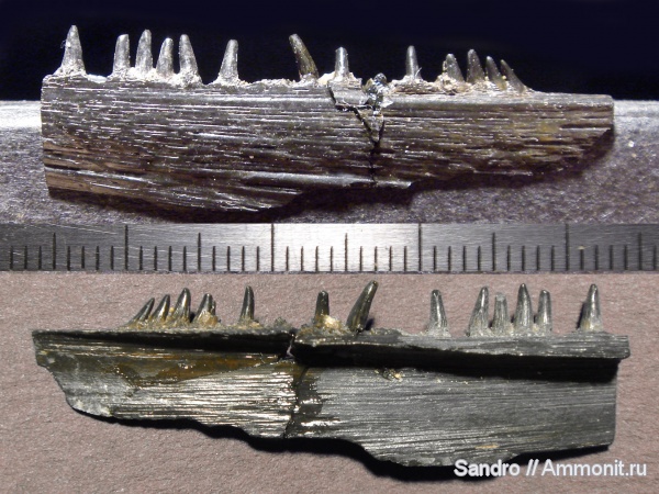Benthosuchus, лабиринтодонты, Benthosuchidae