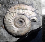 Binatisphinctes с ушком