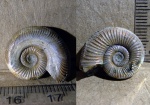 кусаный малыш Binatisphinctes