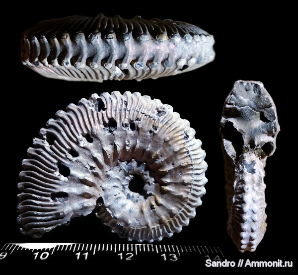 Kosmoceras, Kosmoceras proniae