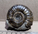 Indosphinctes с ушком