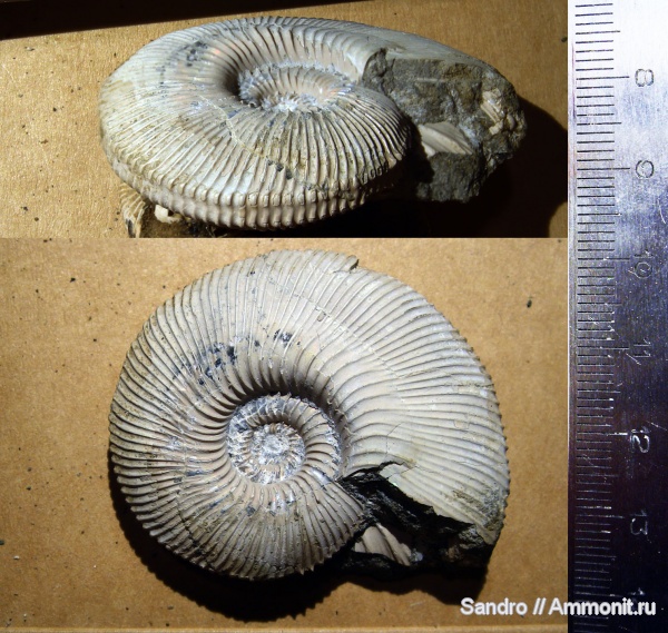 Gulielmina, Gulielmina quinqueplicata