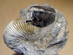 Аптихи Toricellites