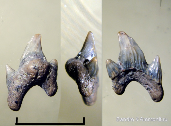 Protolamna, Eoptolamnidae