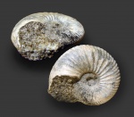 Novocadoceras sp.