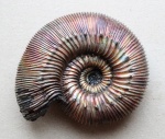 Kepplerites russiensis