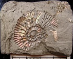 Toricellites с ушком