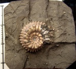 малютка Toricellites