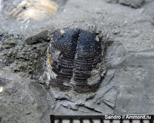 аптихи, Toricellites, Toricellites unzhensis