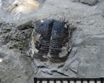 Аптихи Toricellites