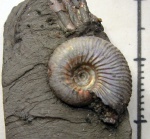 Pseudocadoceras sp.