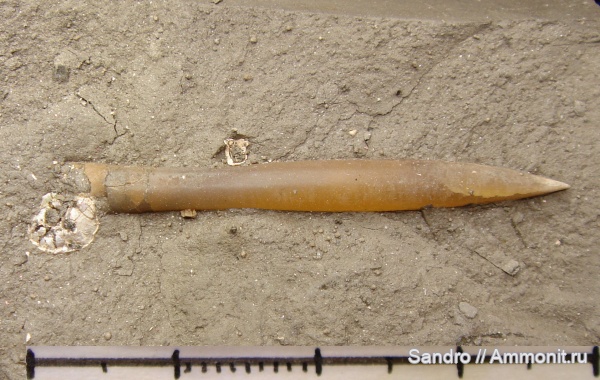 Hibolites, ?