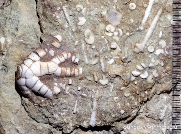 Pegocrinus, Pegocrinus bijugus