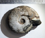 Батский Kepplerites traillensis?  с сохранившейся апертурой