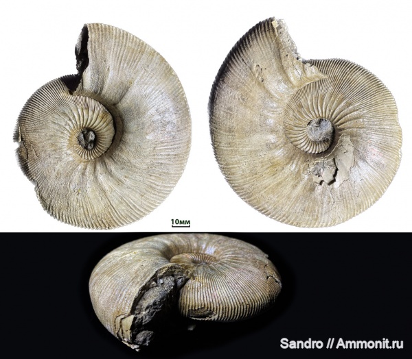 Sigaloceras, Sigaloceras calloviense, sigaloceras fundator