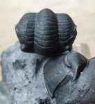 Illaenus sinensis
