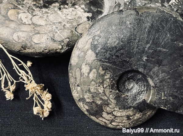 триас, Ceratitida, цератиты, Arctoceras septentrionale, Arctoceras