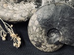 Arctoceras septentrionale