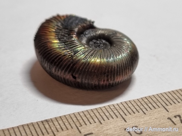 аммониты, юра, оксфорд, Марково, Perisphinctidae