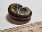 Perisphinctidae Subdiscosphinctes (?)