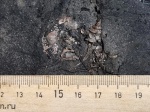 Dicroloma gagnebini (?) и Perisphinctidae (?)