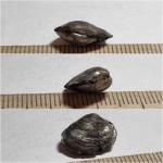 Neocrassina (?)