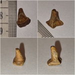 Enchodus