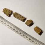 Ophiomorpha
