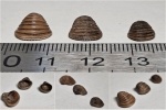 Trautscholdia