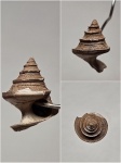 Небольшая Ueckerconulus (?)