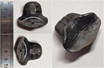 Крупненький зуб Petalodus