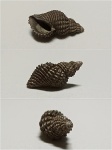 Maturifusus