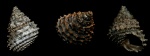 Metriomphalus
