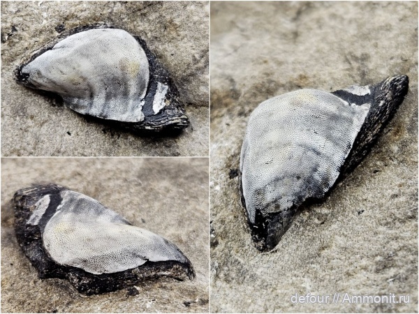 Deltodus