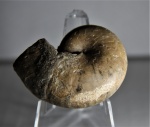 Desmophyllites diphylloides (?)