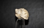 Меловая гастропода. Остров Сахалин. Vanikoropsis ainuana (Nagao) (?)