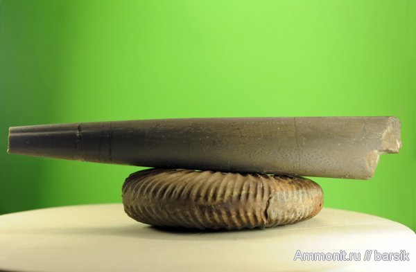 белемниты, Megateuthis, belemnites