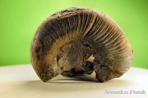 Dinolytoceras zhivagoi, Dinolytoceras, Lytoceratina
